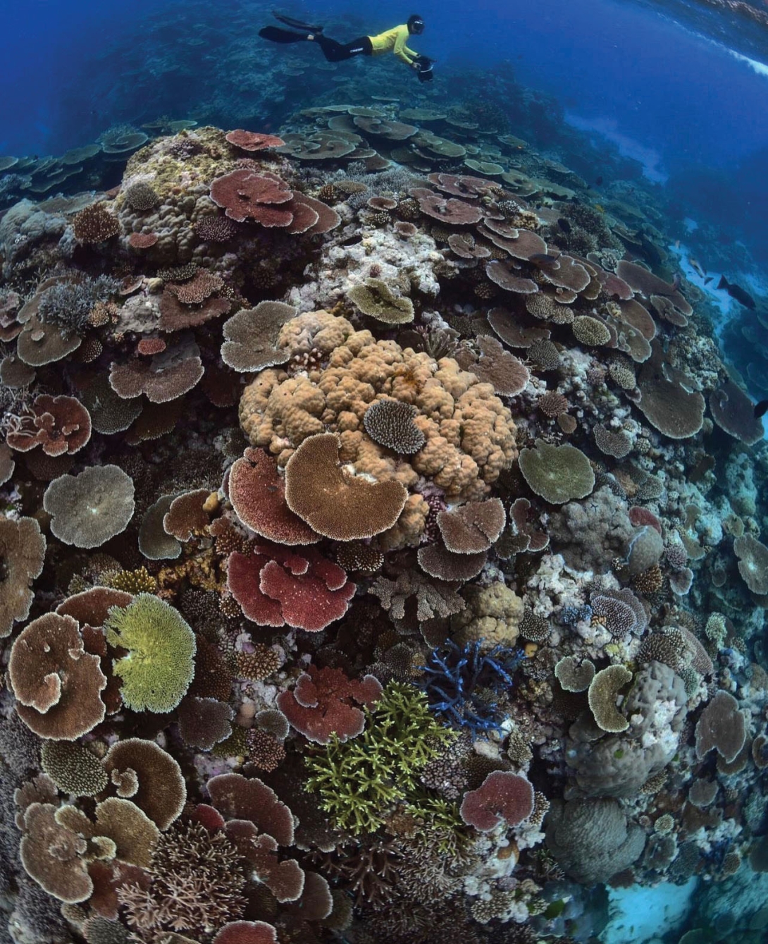 A snorkeller in a yellow top with a camera swimming over a coral reef.