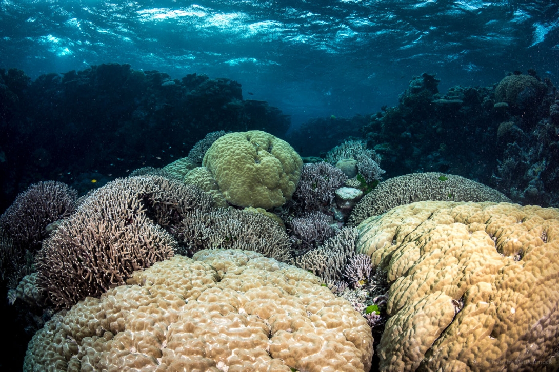 A photo of massive corals amongst some branching corals.