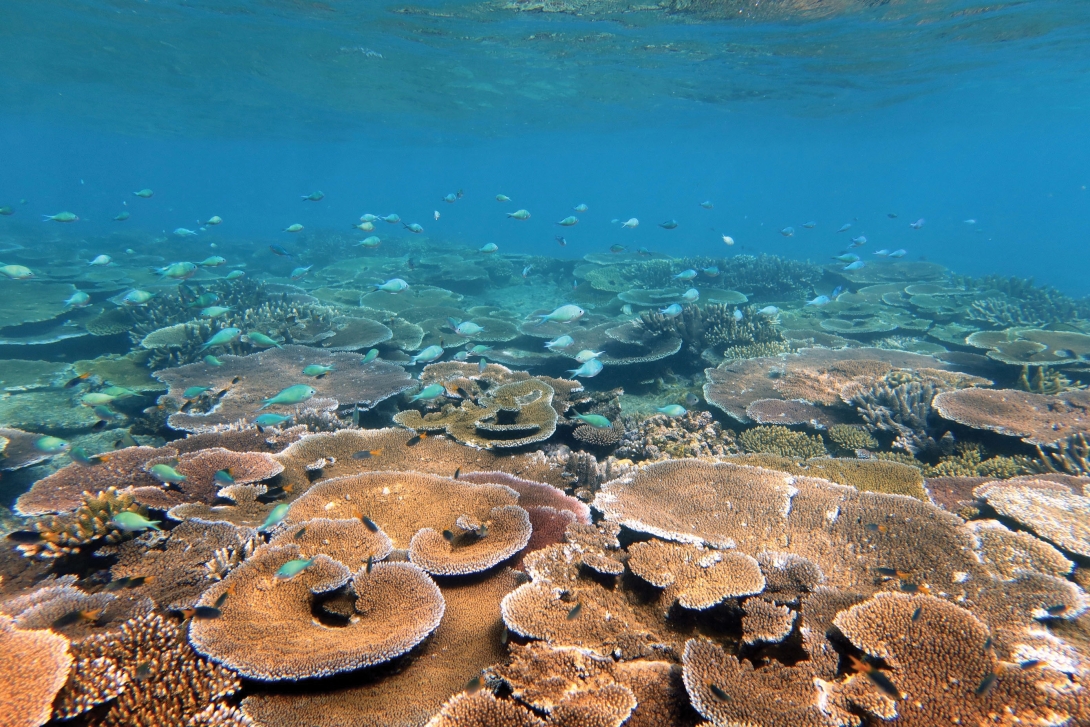 A reefscape filled with plate corals and blue damselfish swimming above them.