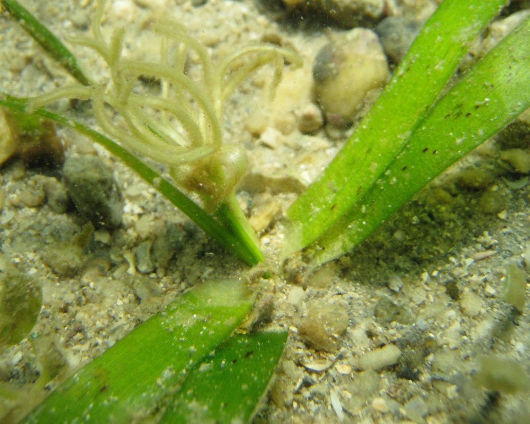 A seagrass flower.