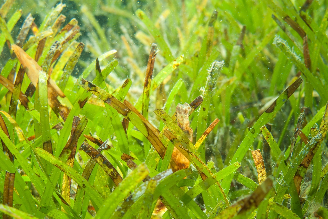 Green seagrass leaves with browned tips.