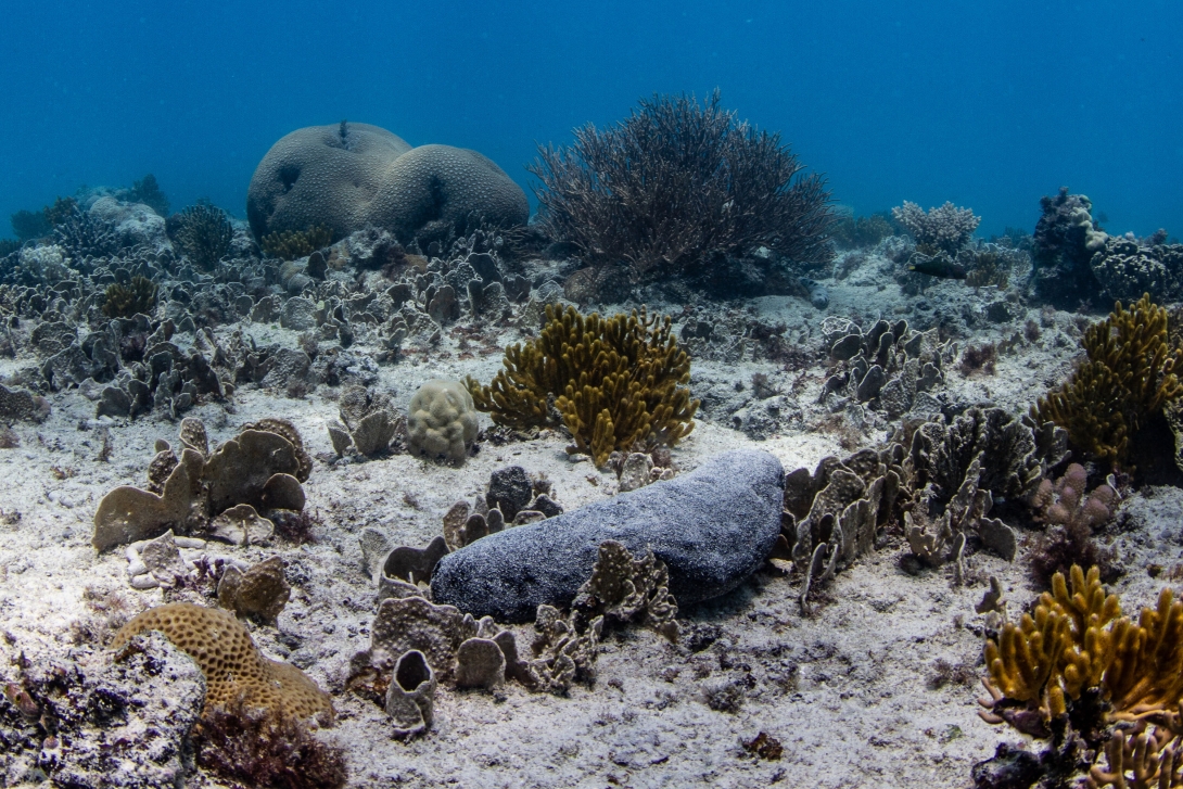 A black teatfish lying on the seabed surrounded by sand and coral.