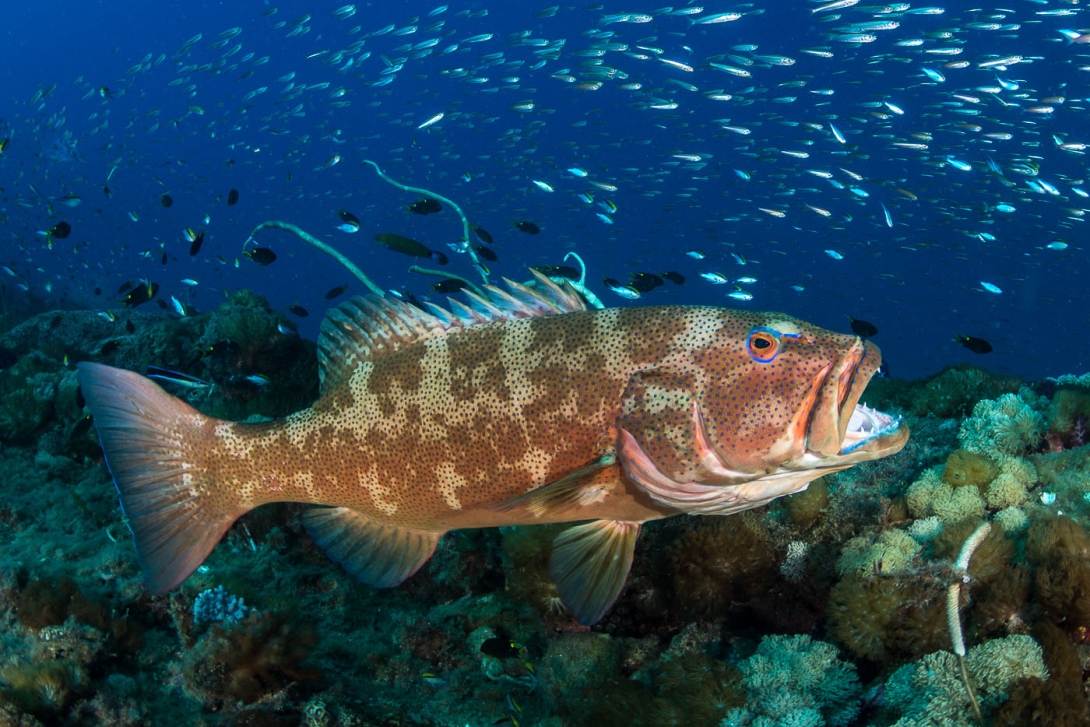 A coral trout swimming above a coral reef. The coral trout has its mouth open and dorsal fin flared.