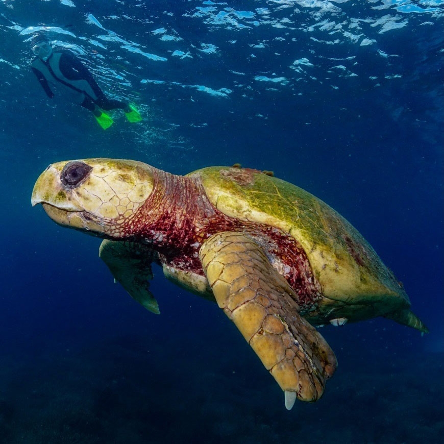 A loggerhead turtle underwater and a snorkeller swimming above it.