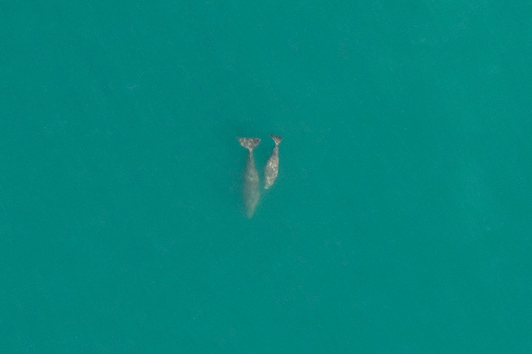 An aerial view of two dugongs swimming in a turquoise-coloured ocean. One dugong is larger than the other.