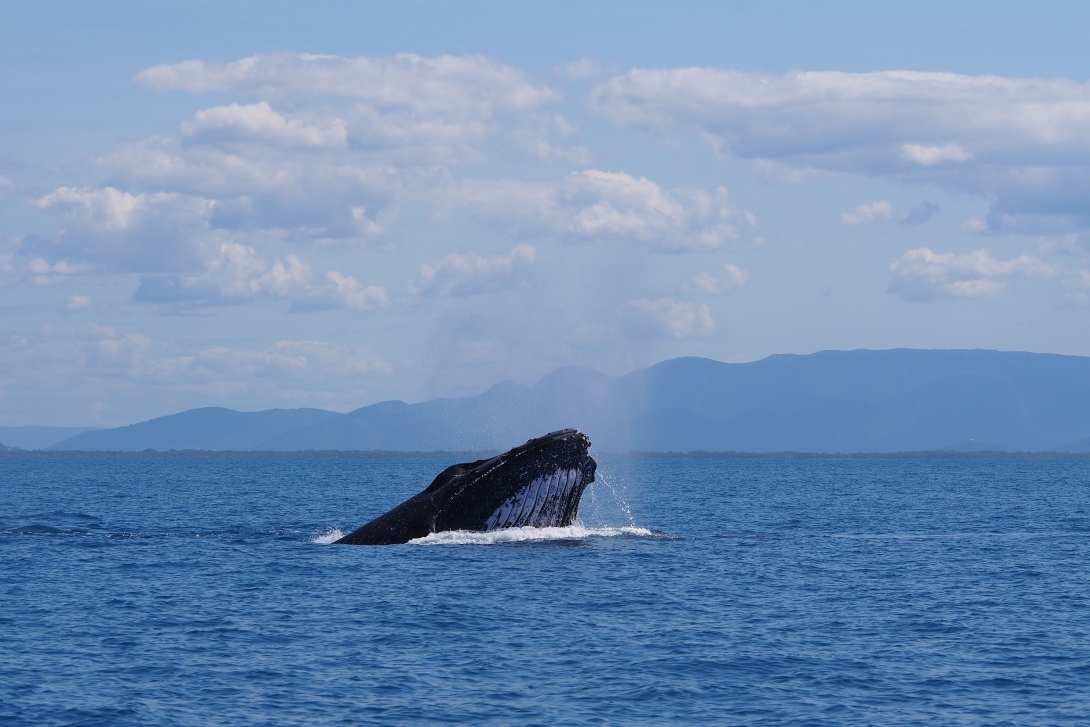 A humpback whale sticking its head out of the water to take a breath of air. There are mountains in the background and some clouds amid a blue sky.