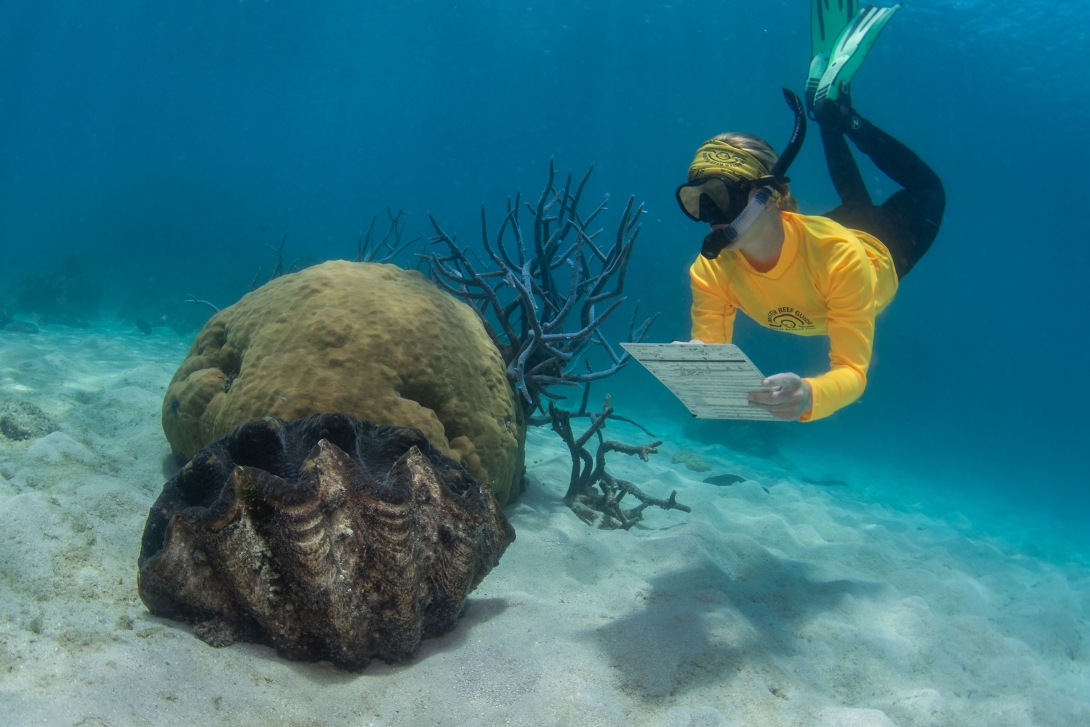 A snorkeller in a yellow rash vest underwater conducting a survey next to a giant clam and boulder coral.