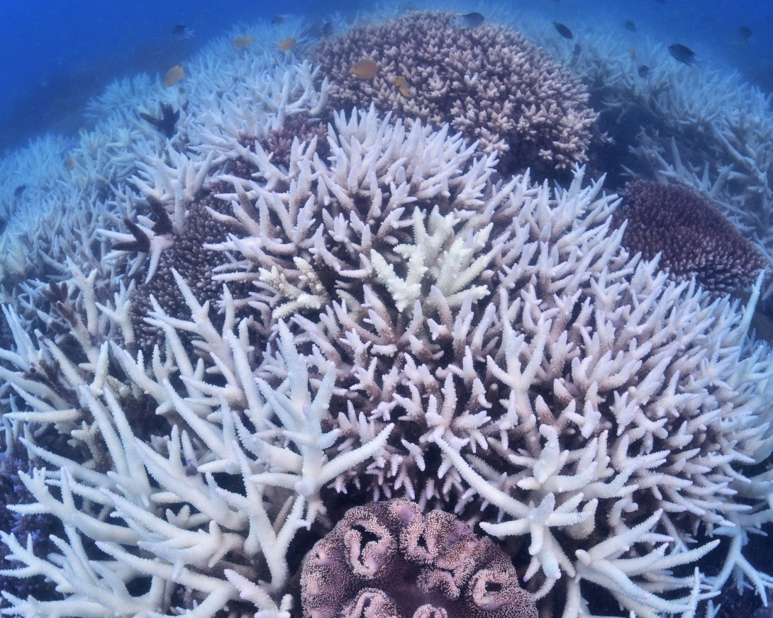 Small yellow fish and small black fish swimming over a large branching coral that is completely white – indicating it is bleached. 