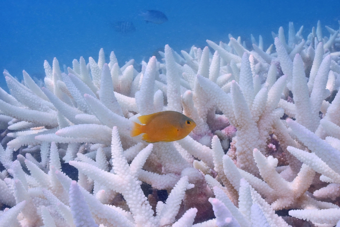 A small yellow fish in front of branching coral that is completely white, indicating it is bleached.