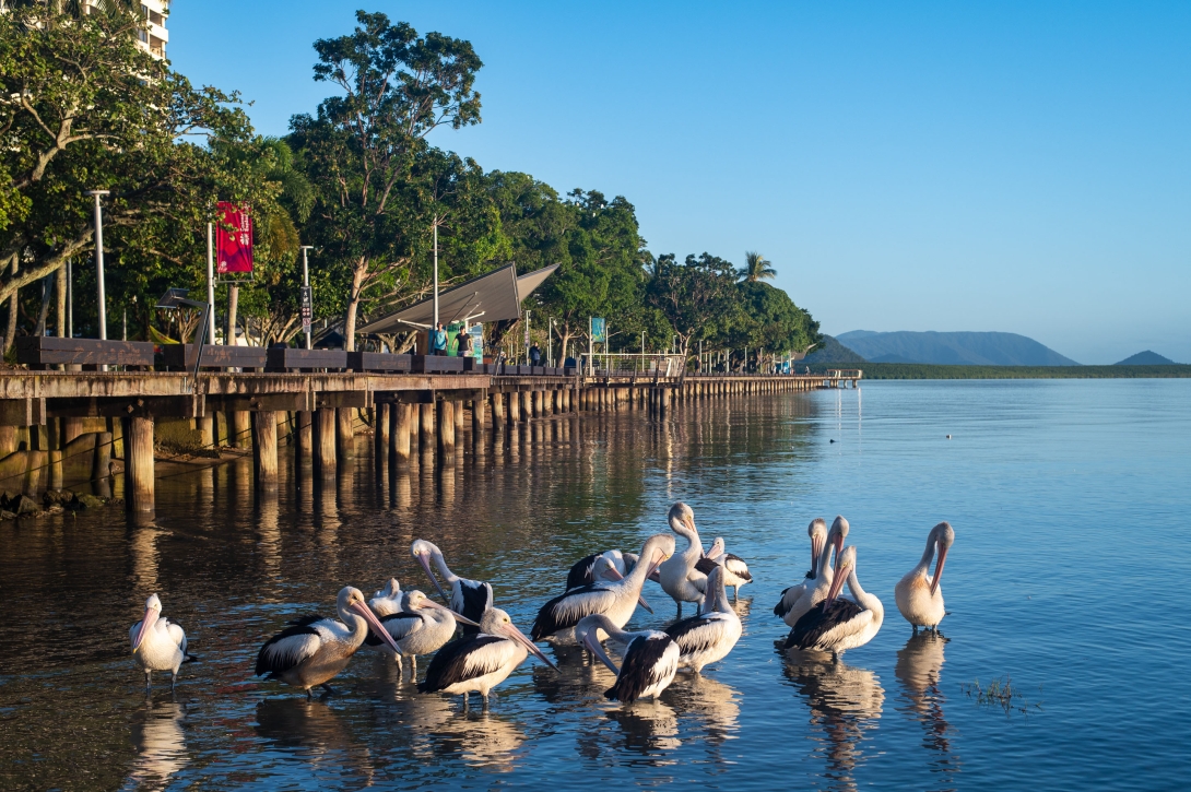 A flock of pelicans standing near each other in the water with the Cairns Esplanade and trees in the background.