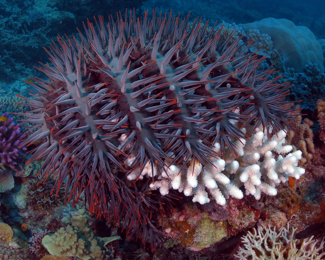 Crown-of thorns starfish over a branching coral that is white in colour 