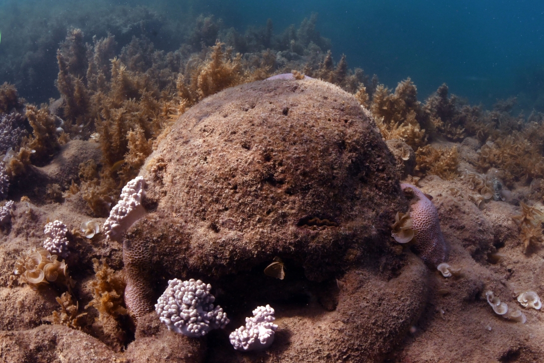 A dead boulder coral covered in turf algae, with fleshy algae in the background. 