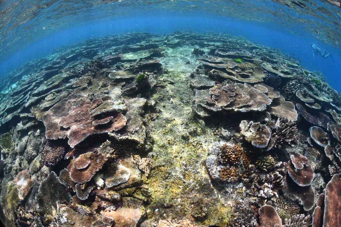 A health coral reef with a big scar through the middle due to a vessel grounding. 