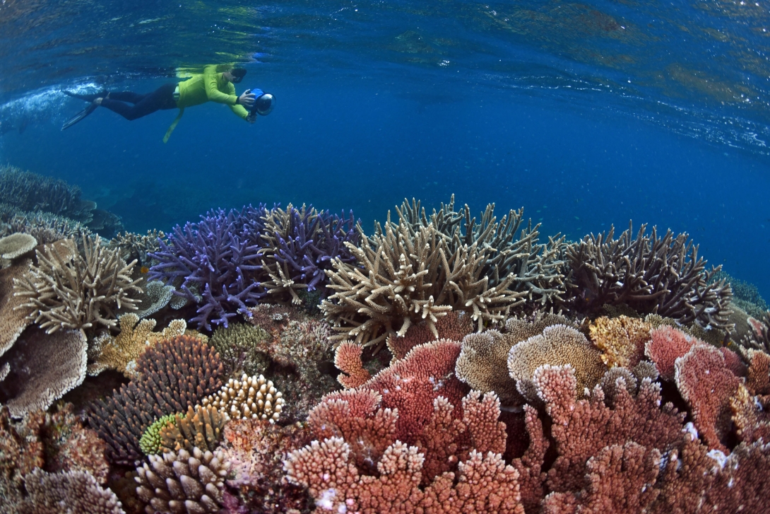 A photo of a healthy coral reef scene, with different types of coral taking up the whole of the bottom half of the image. Above, a snorkeller in a yellow rash shirt is taking photos of the reef.